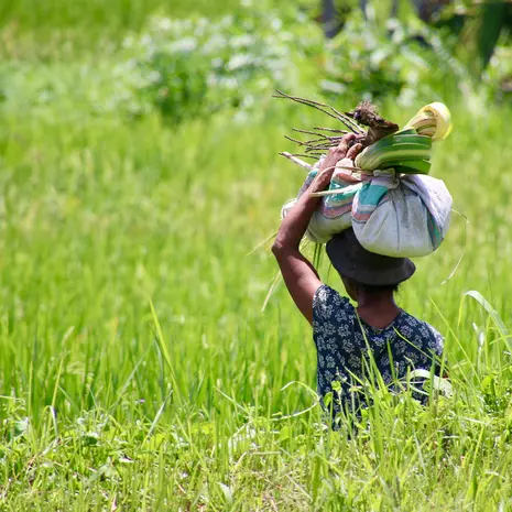 Een lokale mevrouw druk aan het werk in de rijstvelden, Ubud