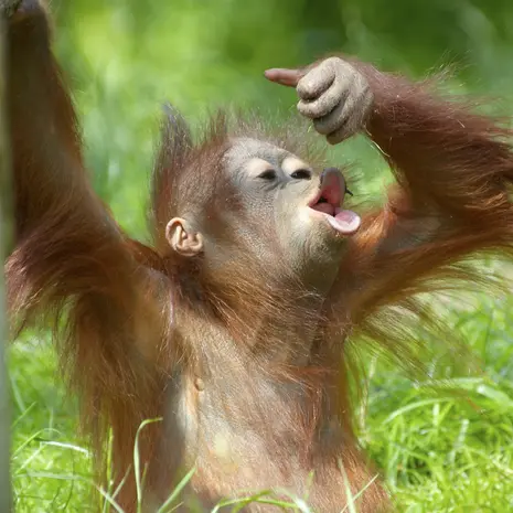 Orang-oetans in Borneo