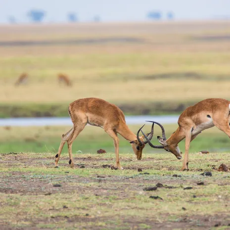 Hartenbeest in Botswana