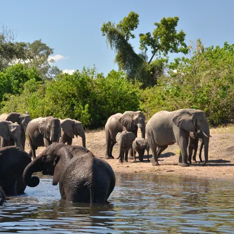 Swaziland Chobe NationalPark olifanten