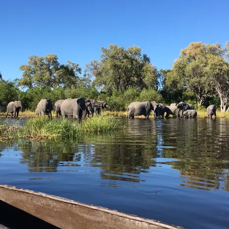 Olifanten tijdens een safari vanaf het water in Botswana