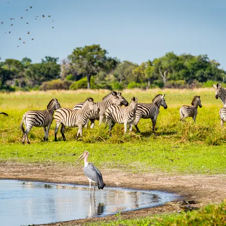 Zebra's in Moremi NP