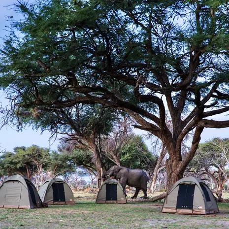 Overnachten in dometenten tijdens een kampeersafari in Botswana
