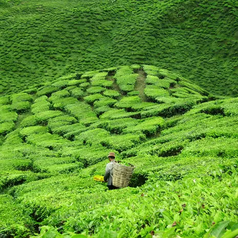 Cameron Highlands in Maleisië