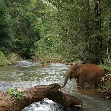 Op een verantwoorde manier kennismaken met olifanten kan bij het Elephant Valley Project