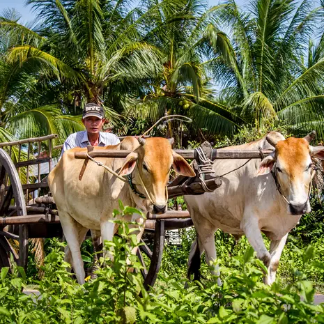 Man met koeien bij Siem Reap, Cambodja
