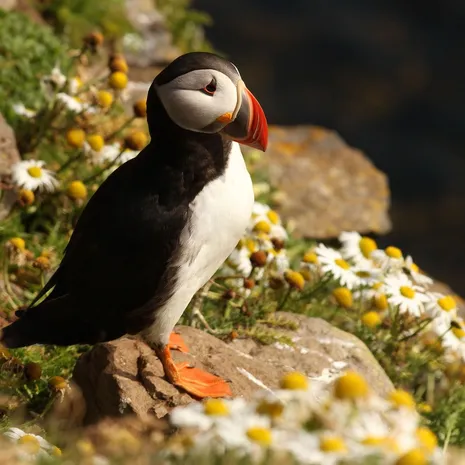 Papegaaiduikers spotten in Nova Scotia en Newfoundland