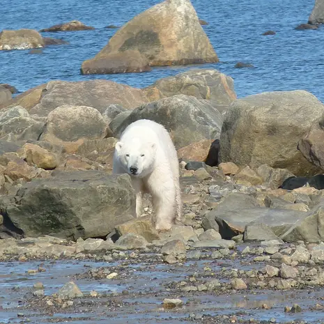 IJsberenlodge, droomreis voor Van Verre-medewerkster Irene