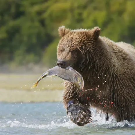 Beren spotten in Canada