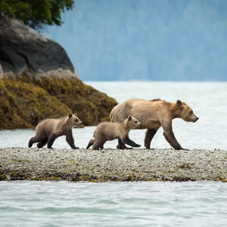 Berenfamilie in Knight Inlet Lodge, Canada