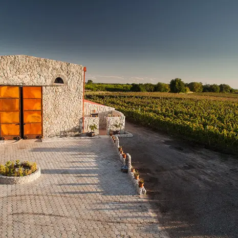 Uitzicht over de wijngaarden bij Carmelo Narbona Wine Lodge in Carmelo in Uruguay