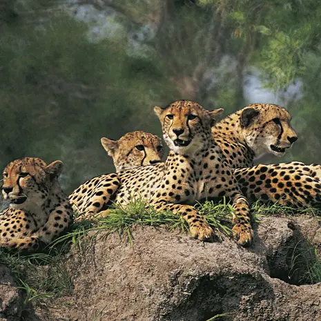 Selous Game Reserve