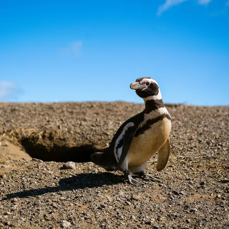 Pinguin op de Magdalena island
