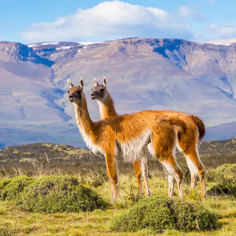 Guanacos in Patagonie, Chili