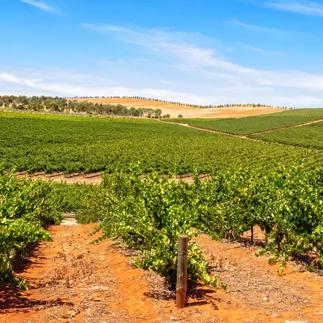 Wijngaarden van Clare Valley Australië