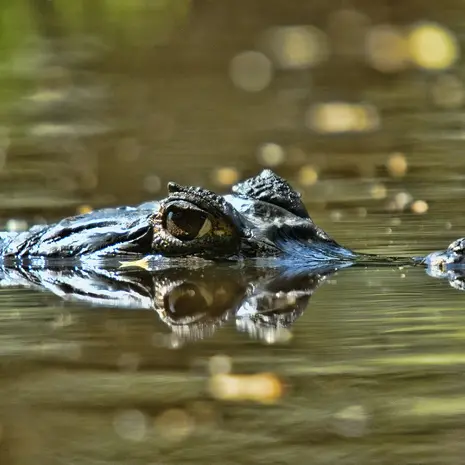 Krokodillen spotten in de Wetlands van Colombia