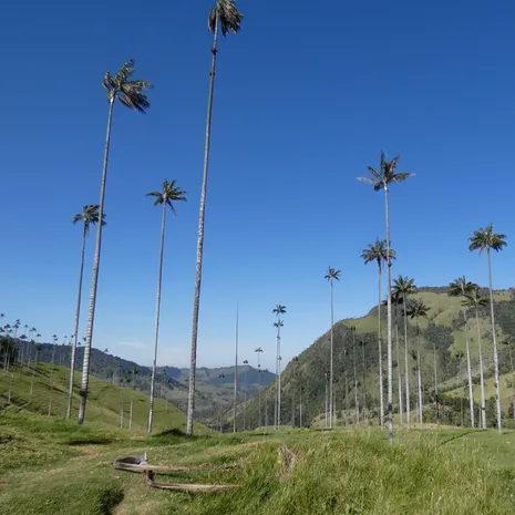Colombia-Salento-Cocora-Vallei1_1_485013