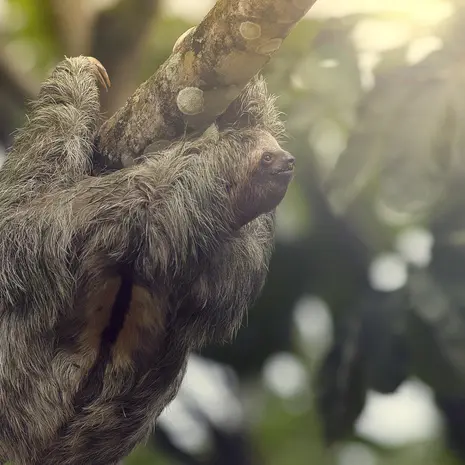 Luiaarden spotten in Midden-Amerika