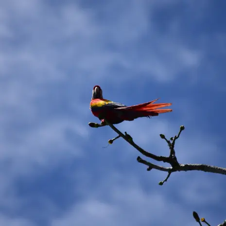 Wat te doen in Corcovado National Park