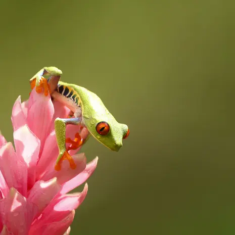 Reizen door Costa Rica en vele dieren spotten