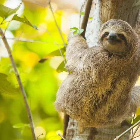 Luiaard in de boom, Costa Rica