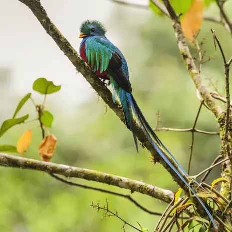 Quetzal spotten in Costa Rica