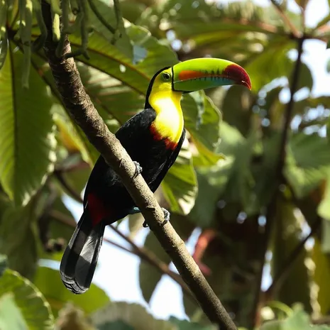Keel-Billed toekan in de bomen van Costa Rica