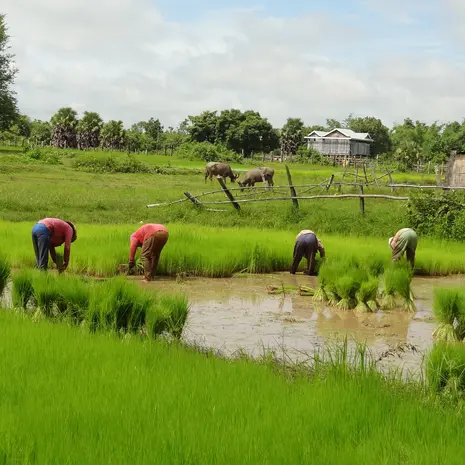 Lokale bevolking aan het werk in Ratanakiri