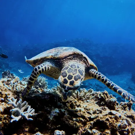 De Kerama-eilanden zijn een paradijs voor duikers en snorkelliefhebbers
