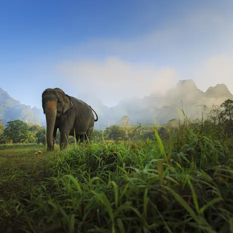 Zie olifanten in Khao Sok NP, Thailand