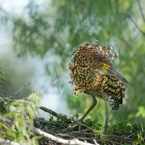Wetlands vol dieren bij Esteros del Iberá in Argentinië