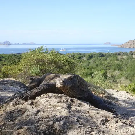 Komodovaranen spotten tijden een uitgebreide reis op Flores