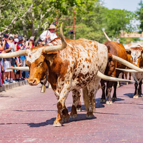 Ervaar de cattledrive door de straten van Fort Worth in Texas