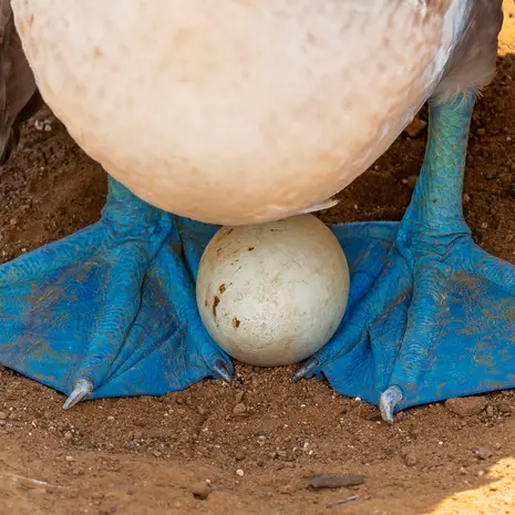 Een ei tussen de opvallende poten van de blue footed boobie, Galapagos