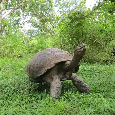 Galapagoseilanden
