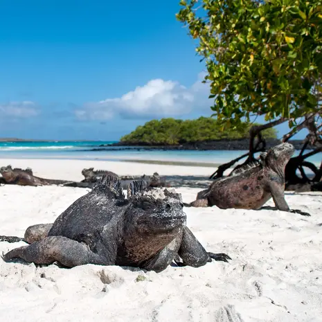 Grote varanen op Santa Cruz, Galapagos