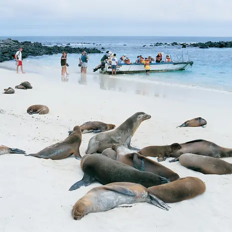 Zeeleeuwen op het strand van de Galapagos