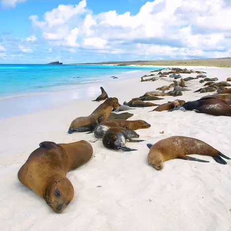 Zeeleeuwen op de Galapagos eilanden
