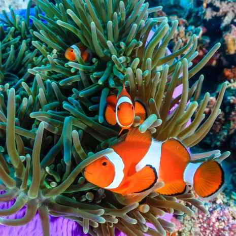 Nemo-visjes op Gaya Island, Maleisië