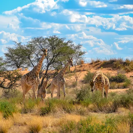 De Kalahari-woestijn, een thuis voor giraffen in Namibië