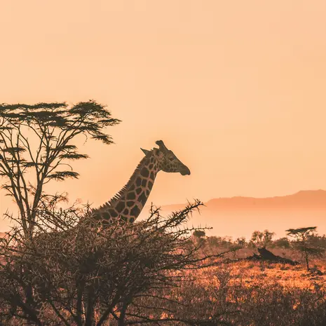 Giraffes spotten in Zuid-Afrika