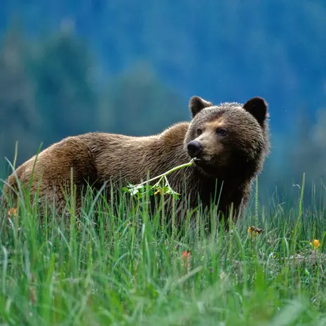 Grizzly beren spotten in West-Canada