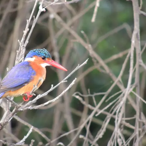 IJsvogels in Tanzania