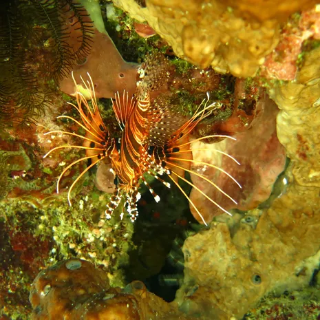 Prachtige onderwaterwereld bij Pemuteran