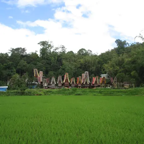 Tongkonan woningen in Torajaland, Sulawesi