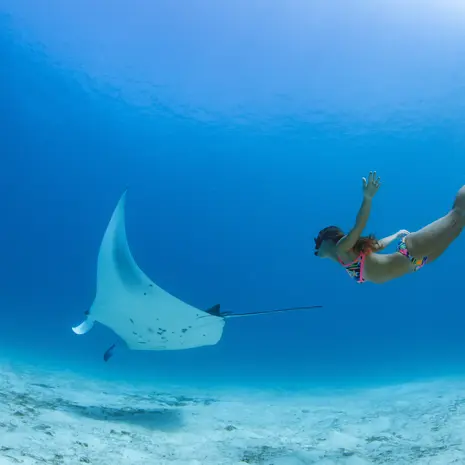 Oog in oog met een mantarog tijdens het snorkelen