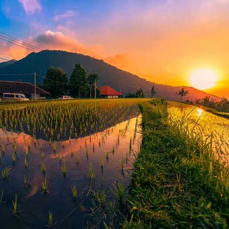 Prachtige zonsondergang bij de rijstterrassen op Bali