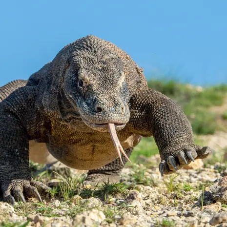 Komodovaraan op Flores