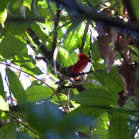 Paradijsvogel spotten in Nimbokrang, Irian Jaya