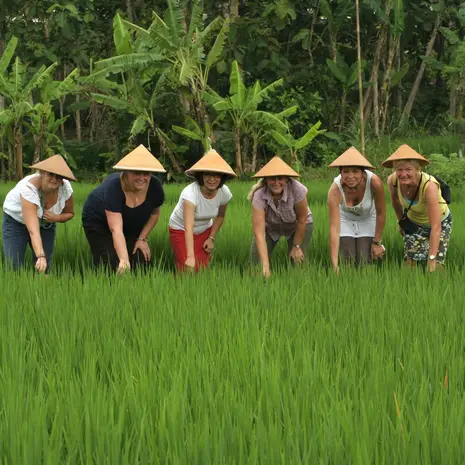 Werk mee in de rijstvelden in de omgeving van Jogyakarta, Java, Indonesië